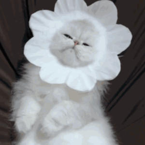 卡一卡二卡三乱码入口
